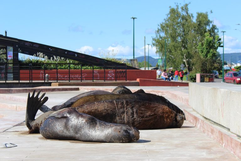 Sernapesca presentó denuncia por maltrato animal contra lobos marinos en Feria Fluvial