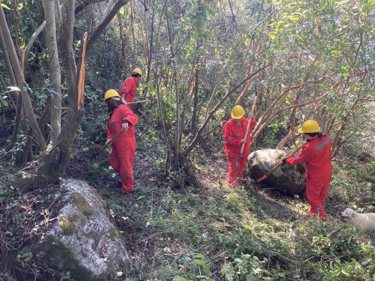 CONAF fortalece el trabajo local con su Programa de Emergencia de Empleo: 249 personas mejoran su calidad de vida en Los Ríos